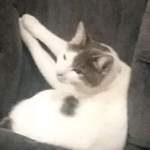 Meet your Posher, Alyssa